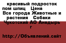 красивый подросток пом шпиц › Цена ­ 30 000 - Все города Животные и растения » Собаки   . Чукотский АО,Анадырь г.